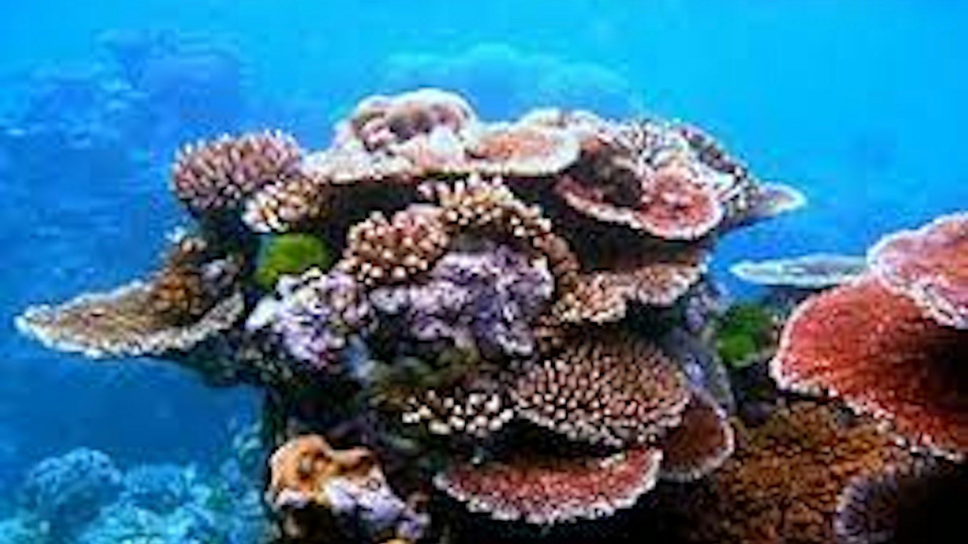 Why are corals called the rainforest of the ocean?